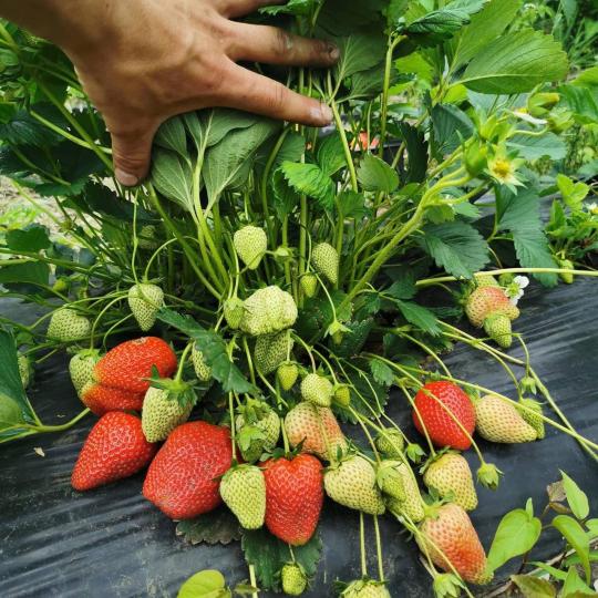 Клубника "АЛЬБА" (6 шт.)