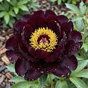 ПИОН ДАРК АЙЗ 1 КОРЕНЬ